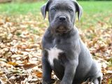 İtalyan Mastif Cane Corso Yavrular