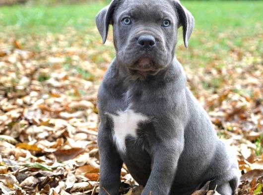 İtalyan Mastif Cane Corso Yavrular görsel