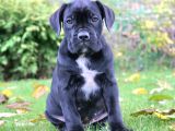 İtalyan mastif Cane corso Yavrular