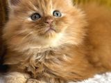 Referans Garantili Safkan Maine Coon
