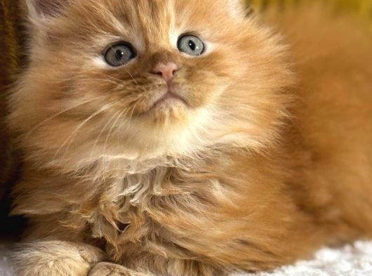 Referans Garantili Safkan Maine Coon görsel