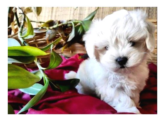 Xs Maltese Bebekler