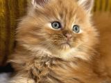 Referans garantili safkan maine coon
