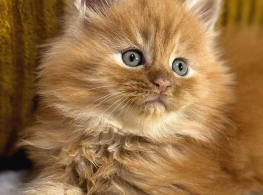 Referans Garantili Safkan Maine Coon