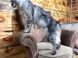 Referans Garantili Safkan Maine Coon