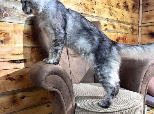 Referans Garantili Safkan Maine Coon görsel