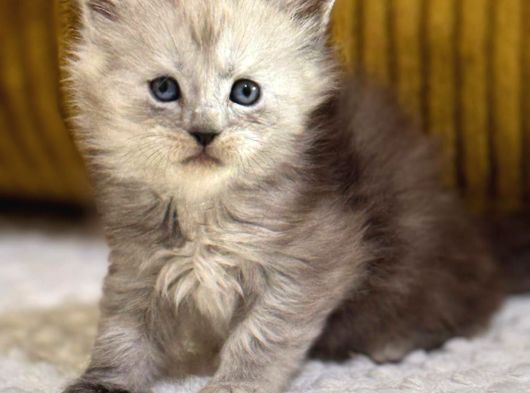 Referans Garantili Safkan Maine Coon görsel