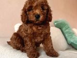 HER RENK HER BOY ORJİNAL TOY POODLE YAVRULAR