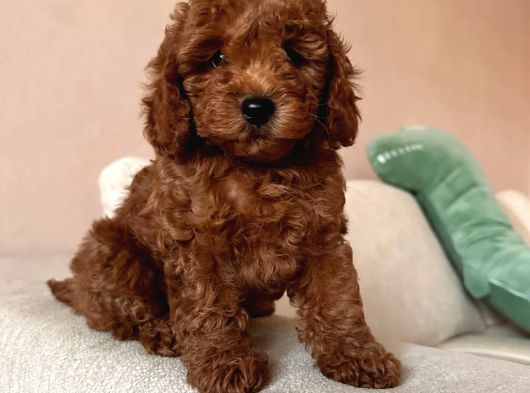 Her Renk Her Boy Orji̇nal Toy Poodle Yavrular