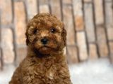 Her Renk Her Boy Orji̇nal Toy Poodle Yavrular