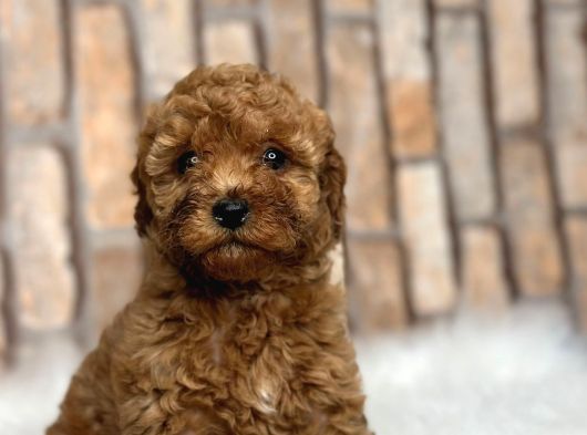 Her Renk Her Boy Orji̇nal Toy Poodle Yavrular görsel