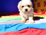 İnani̇lmaz Uygun Fi̇yatlara Gerçek Orji̇nal Maltese Yavrular