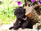 Her Renk Her Boy Orji̇nal Toy Poodle Yavrular