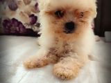 Gerçek Morki̇e Anne Babadan Orji̇nal Yavrular