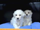 Sevimli Üst Düzey Maltese Yavrularımız
