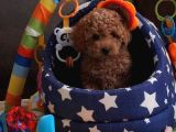 Her Renk Her Boy Orji̇nal Toy Poodle Yavrular