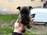 A kalite belçika kurdları