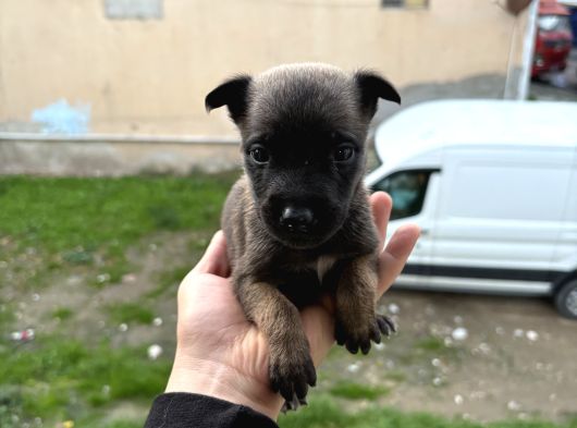 A Kalite Belçika Kurdları