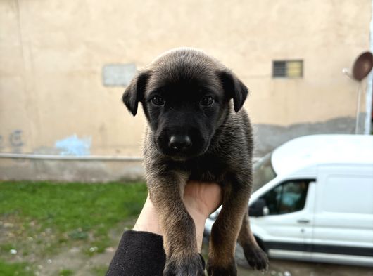 A Kalite Belçika Kurdları görsel