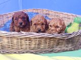 Her Renk Her Boy Orji̇nal Toy Poodle Yavrular