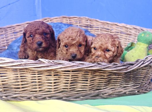 Her Renk Her Boy Orji̇nal Toy Poodle Yavrular görsel