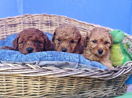 Her Renk Her Boy Orji̇nal Toy Poodle Yavrular görsel