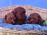 Her Renk Her Boy Orji̇nal Toy Poodle Yavrular
