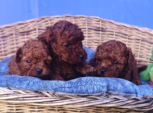 Her Renk Her Boy Orji̇nal Toy Poodle Yavrular görsel
