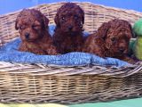 Her Renk Her Boy Orji̇nal Toy Poodle Yavrular