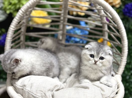 Safkan Ve Irk Garantili Yavrularımız