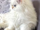 Saf Kanli British Long Hair Yavru Kedi