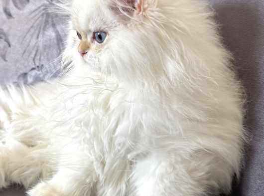 Saf Kanli British Long Hair Yavru Kedi görsel