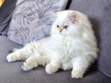 Saf Kanli British Long Hair Yavru Kedi