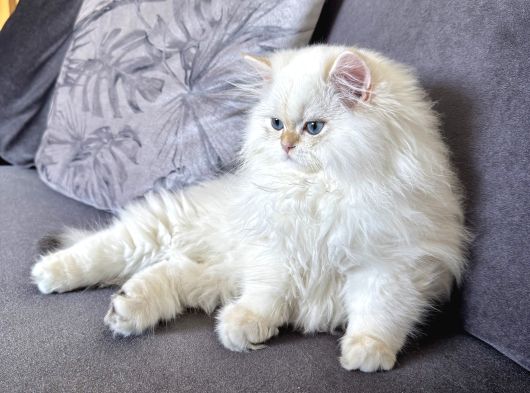 Saf Kanli British Long Hair Yavru Kedi görsel
