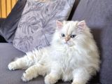 saf kanli british long hair yavru kedi