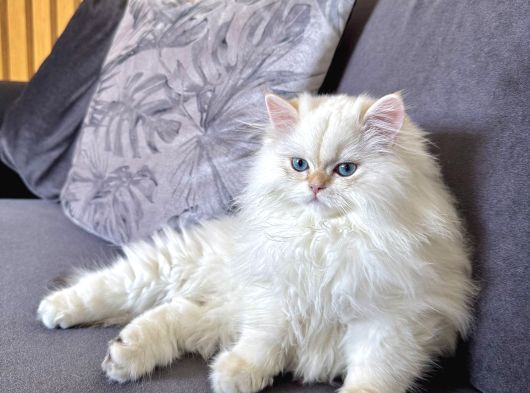 Saf Kanli British Long Hair Yavru Kedi