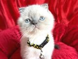 Ayı Kafa Scottish Fold Yavru