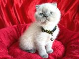 Ayı Kafa Scottish Fold Yavru