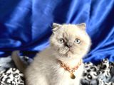 Ayı Kafa Scottish Fold Yavru