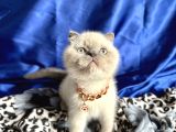 Ayı Kafa Scottish Fold Yavru