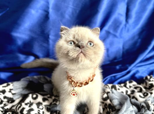 Ayı Kafa Scottish Fold Yavru görsel