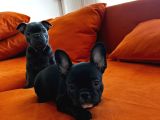 Blue Ve Black Frenç Yavrular