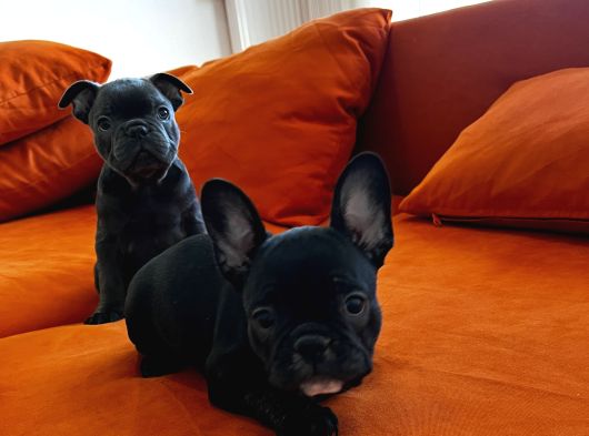 Blue Ve Black Frenç Yavrular görsel