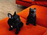 Blue Ve Black Frenç Yavrular
