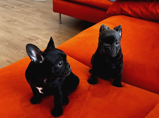 Blue Ve Black Frenç Yavrular görsel