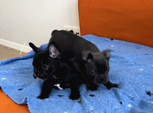 Blue Ve Black Frenç Yavrular görsel