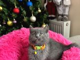 Safkan British Shorthair Yavrular