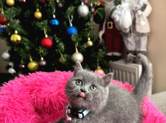 Safkan British Shorthair Yavrular görsel