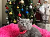 Safkan British Shorthair Yavrular