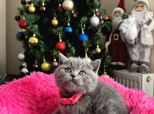 Safkan British Shorthair Yavrular görsel